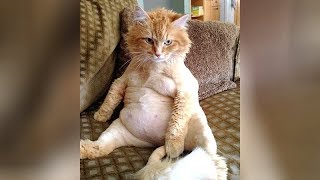 You will NOT REGRET WATCHING these CAT VIDEOS! - Ultra FUNNY CATS compilation