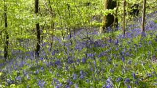 Fleurs du Morvan