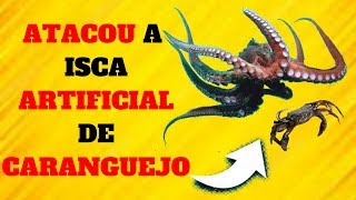 🐙PESCA DE POLVO,O POLVO ATACOU A ISCA ARTIFICIAL DE CARANGUEJO,isca para pescar polvo