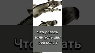 Что делать если услышал рёв осла ? | #ислам #пророк #муслим #хадис #хадисы #islam #умма #muslim