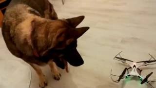 DOG VS DRON