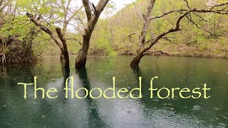 Canoeing in a flooded valley.