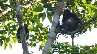 Dusky Leaf Monkey, Malaysia. #2 of 3