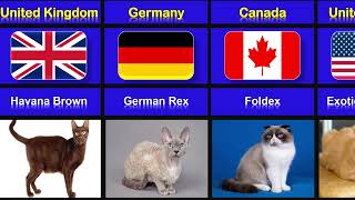 Cat Breeds Around the World /  Where Your Feline Friends Come From