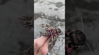 GIANT MOTH FOUND in SOUTH FLORIDA?