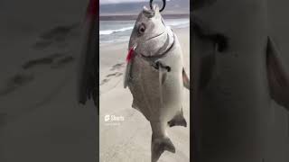 Sargo Las Losas Pesca Spinning con Señuelo