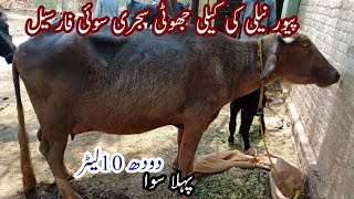 pahla sowa sjri sowi nili ki jhoti far sale on youtube in punjab pakistan19/6/23 03106420020