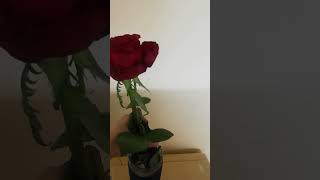 fresh rose | red rose lover | trending reels of roses #rose #redrose #music #viral #status #trending