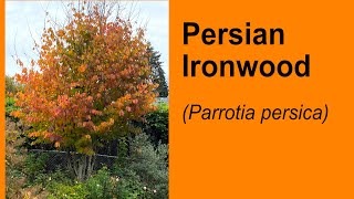 Persian Ironwood (Parrotia persica) Fall Color