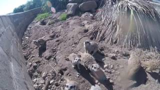 Meerkats