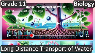 Grade 11 | Biology | Long Distance Transport of Water | Free Tutorial | CBSE | ICSE | State Board