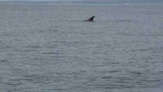 fin whale off youghal