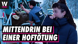 Töten unter Zeitdruck fürs Tierwohl. So läuft eine Hoftötung.🔪