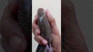 perkutit cemani mojo pahit #viral #shorts #youtubeshorts #trending #sahirutomo #like #fyp