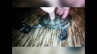 Черепаха танцует. My dancing turtle