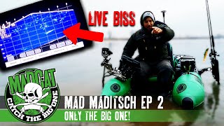 MAD MADITSCH #2 ONLY THE BIG ONE ++ LIVE BISS ++ Welsangeln mit dem Belly Boat im Winter I MADCAT