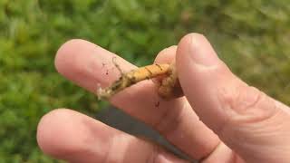 Fairy Ring Champignon - Foraging Mushroms UK - (Marasmius oreades)