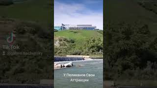 У пеликанов свои аттракции. #shortsvideo #природа #пеликан