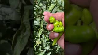 Are red and green chillies from the same plant?