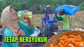 SEDIH‼️HASIL PANEN JAGUNG TAHUN INI MENURUN DRASTIS