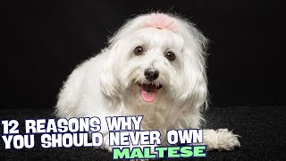 12 Reasons Why You Should Never Own a Maltese 🐶