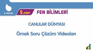 5. Sınıf Fen Bilimleri - 2. Ünite Canlılar Dünyası Örnek Soru Çözümleri