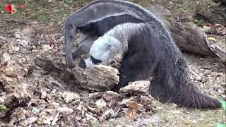 „Ori“ – Großer Ameisenbär im Zoo Berlin