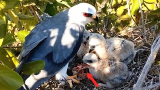 The Chicks Snatched the Food in Front Of Them