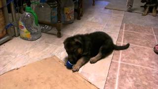 German Shepherd puppies for sale 2 VomWeiland Girls.AVI