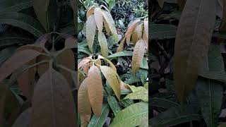 এই সময় আম গাছের ডালের সংখ্যা বাড়িয়ে নিন | How to Get Maximum Branches on Mango Plants? #rajgardens