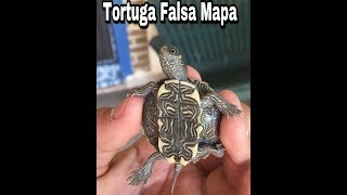 Cuidados de Tortuga Falsa Mapa - Graptemys Pseudogeográfica