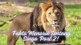 Fakta Menarik Tentang Singa Part 2