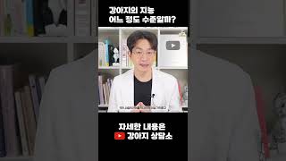 강아지의 지능은 얼마나 될까? #shorts