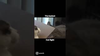 The laziest cat fight