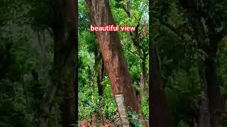 jangal visit #shorts #viralvideo #subscribe #youtubeshorts