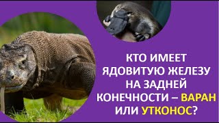 10. Кто имеет ядовитую железу на задней конечности — варан или утконос?