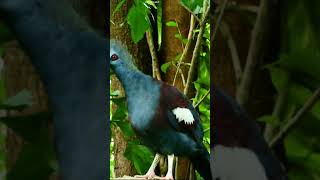 Unbelievable Encounter: Giant Crowned Pigeon in the Wild!  #trendingshorts #birds #shortsfeed