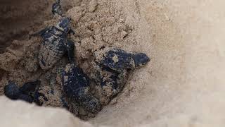 Loggerhead Sea Turtles in Greece