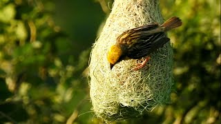 Weaver Bird Free Video Clip/Power Lines