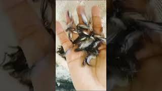 baby fish farming | fish farming seed #fishfarming