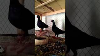 Black Danish Pigeon|| #foryou #viral #viralvideo #youtubeshorts #ytshorts #trending #reels