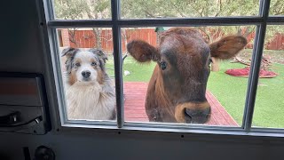 When your dog brings home new friends 🙈🤣Funniest Dog Ever!