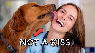 The Nasty Reality of Why Dogs Lick You