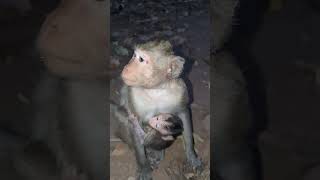 Sami monkey waiting for food ep108 #monkeyaction #monkey #wildanimal