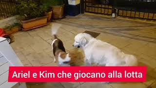 Beagle e Golden Retriever che giocano alla lotta #shorts