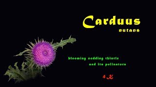 Carduus nutans, Nickende Distel, Nodding thistle, blühen, blooming, floreciendo, Pollinators