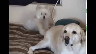 Песики играют с хвостом. Doggie play with a tail