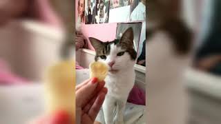 Cat doesn't like salt and vinegar crisps. | LadDog