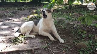 Dog singing Ipagpatawad mo