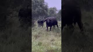 massive Buffalo in addo #wildlife #safari #buffalo #southafrica